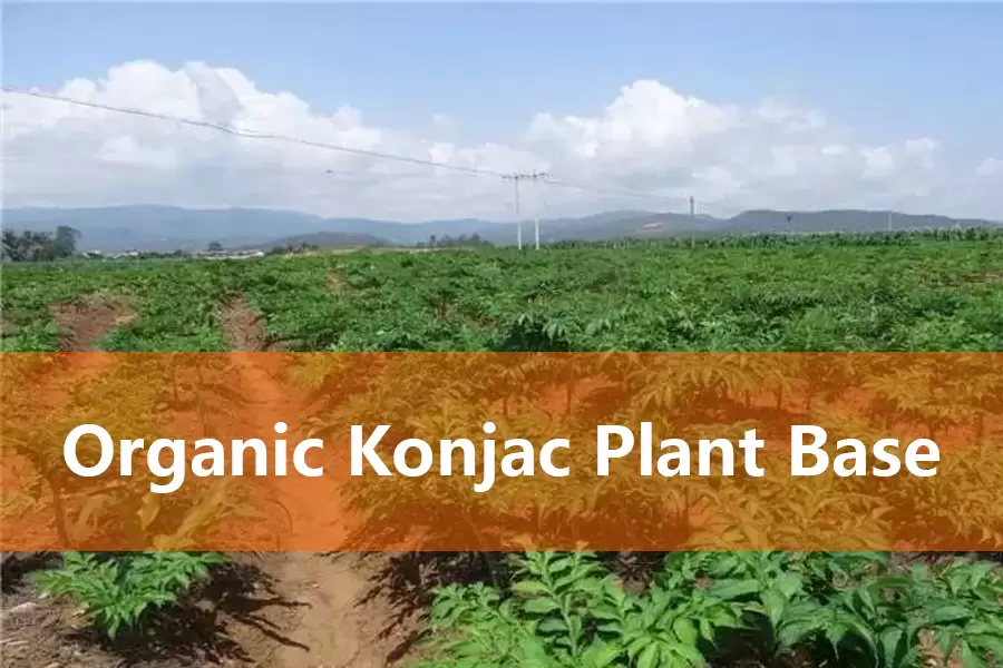 organic konjac plant base