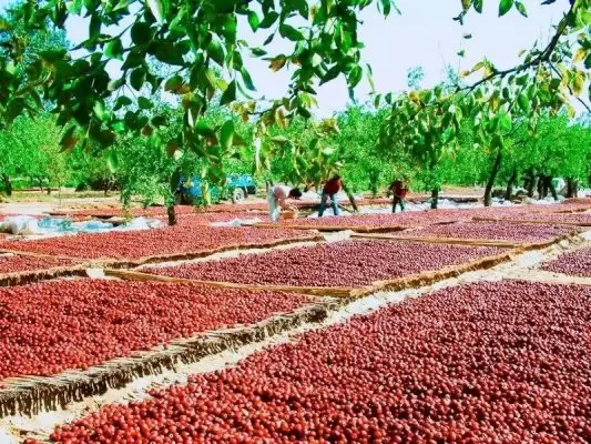 Dry red jujube